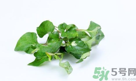 魚(yú)腥草可以抗輻射嗎？魚(yú)腥草怎么防輻射？