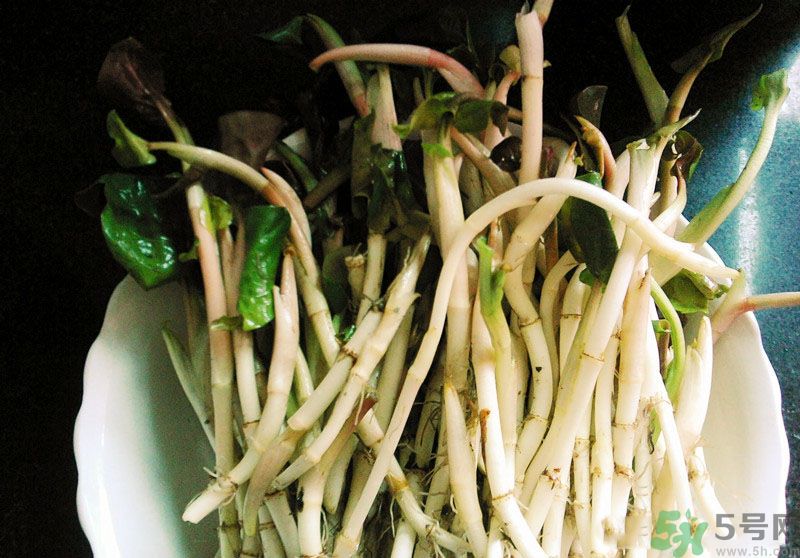 魚(yú)腥草可以抗輻射嗎？魚(yú)腥草怎么防輻射？