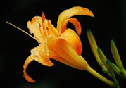 黃花菜可以治療抑郁癥嗎？兩噸黃花菜治好了抑郁癥是真的嗎？