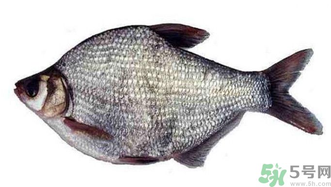 武昌魚是鳊魚嗎？武昌魚和鳊魚區(qū)別哪個好吃？