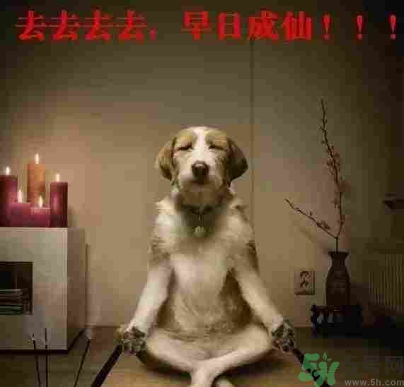 早餐吃面還是包子比較好？早餐吃包子和面健康嗎？