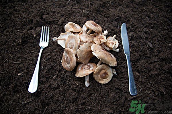 菇類的營養(yǎng)價值有哪些？怎樣挑選優(yōu)質(zhì)的菇類？