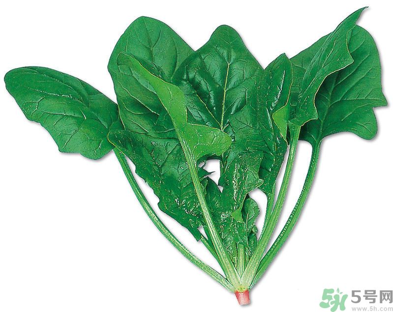 菠菜可以炒韭菜嗎？菠菜和韭菜一起吃怎么樣？