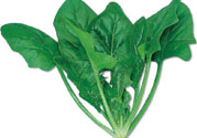 菠菜可以炒韭菜嗎？菠菜和韭菜一起吃怎么樣？