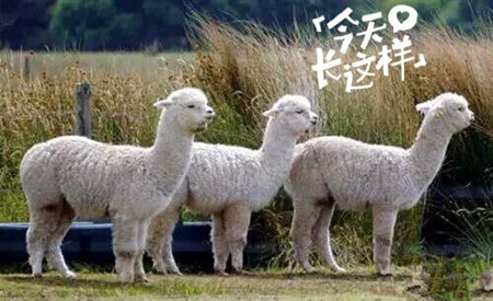 草泥馬是羊駝嗎？萌萌噠草泥馬居然被吃啦!
