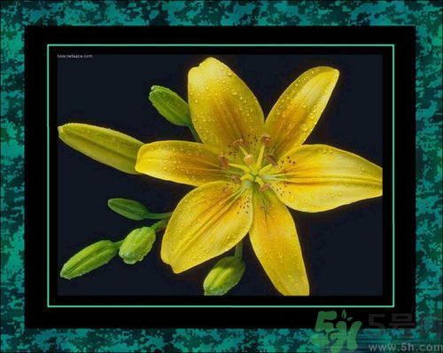母親節(jié)送什么花好？母親節(jié)應(yīng)該送什么鮮花？