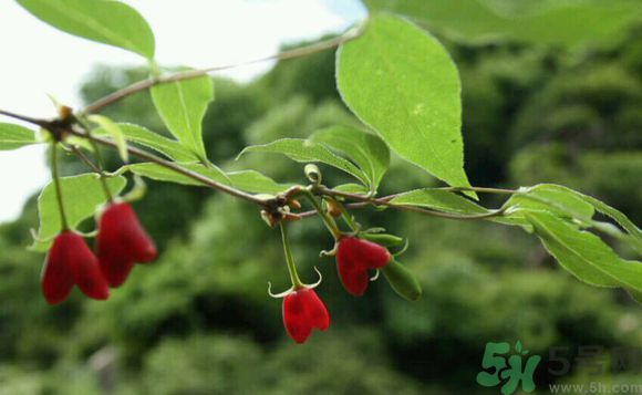 杈杷果好吃嗎？杈杷果的營養(yǎng)價(jià)值與功效