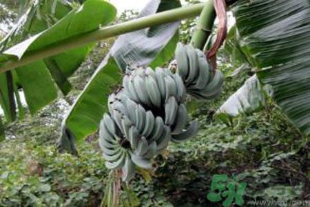 牛奶蕉是發(fā)物嗎？牛奶蕉是不是發(fā)物？