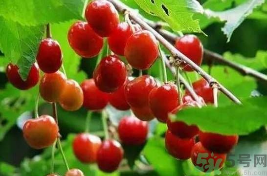吃櫻桃拉肚子怎么辦？吃櫻桃拉肚子是怎么回事？