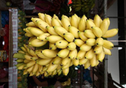 牛奶蕉是熱性還是涼性？牛奶蕉是涼性嗎？