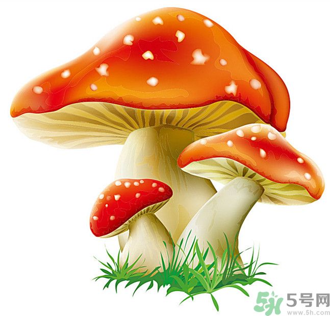 吃蘑菇可以喝酒嗎？吃蘑菇喝酒會(huì)中毒嗎？