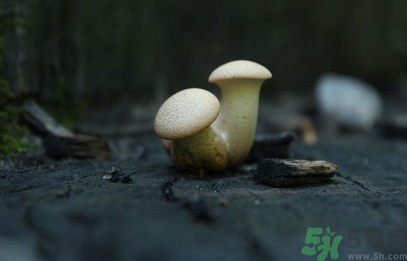 蘑菇有白毛能吃嗎？蘑菇上面長了一層白毛還能吃嗎？