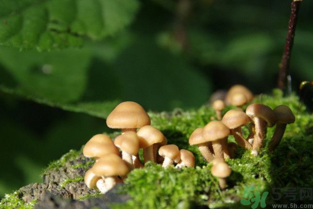 蘑菇有白毛能吃嗎？蘑菇上面長了一層白毛還能吃嗎？