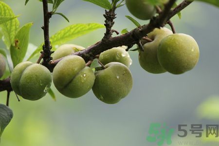 李子是熱性還是涼性？李子是涼性的嗎？