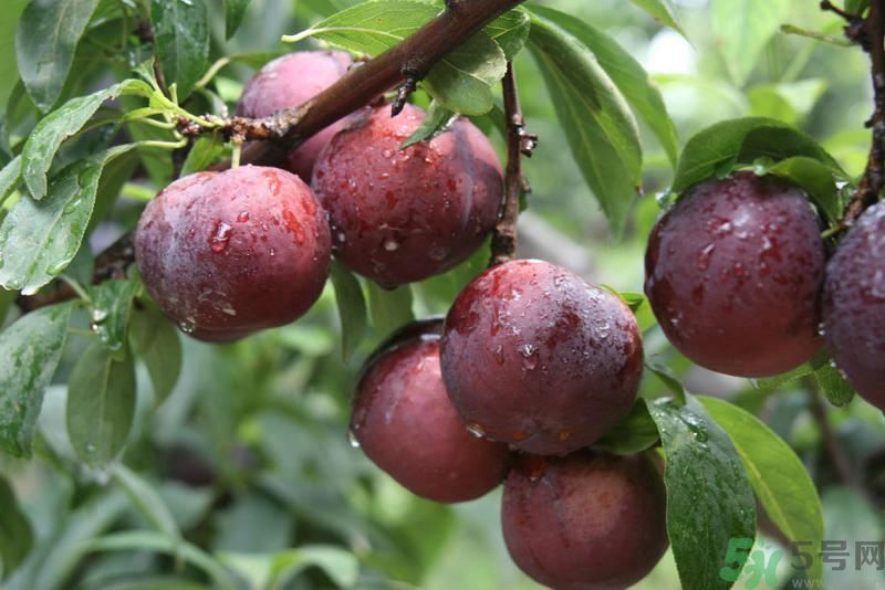 月經(jīng)期間可以吃李子嗎？月經(jīng)期間吃李子好嗎？