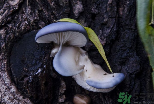 蘑菇能生吃嗎？蘑菇生吃會中毒嗎？