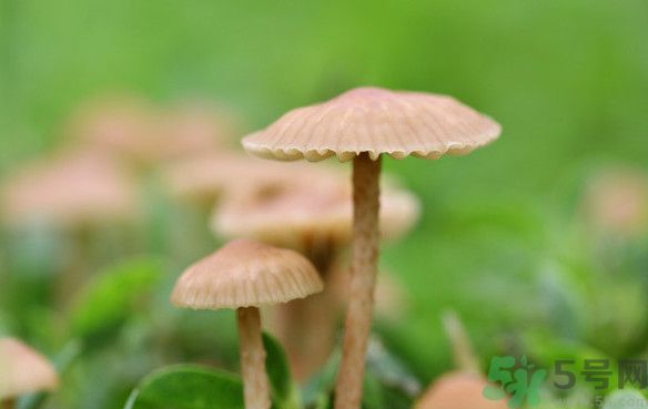 蘑菇能生吃嗎？蘑菇生吃會中毒嗎？