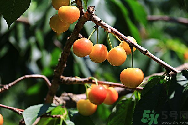 櫻桃枝能治療痛經(jīng)嗎？櫻桃枝的功效與作用