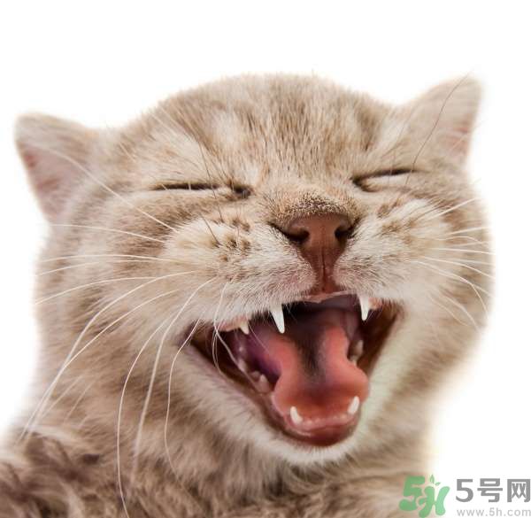 貓咪什么在時候換牙？貓咪換牙要注意什么？