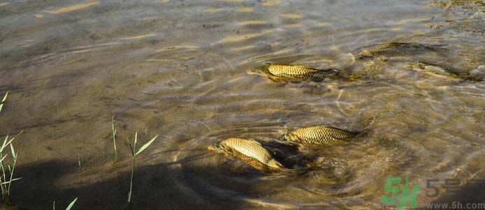 月牙泉再現(xiàn)鐵背魚 什么是鐵背魚？