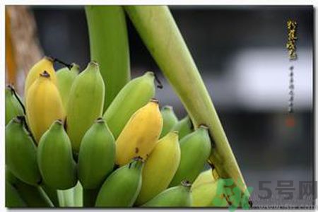 牛奶蕉可以減肥嗎？牛奶蕉怎么吃減肥？