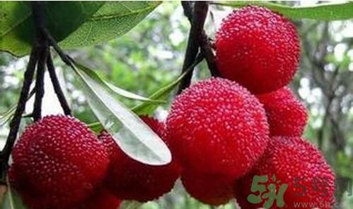寶寶可以吃楊梅嗎？寶寶多大可以吃楊梅？