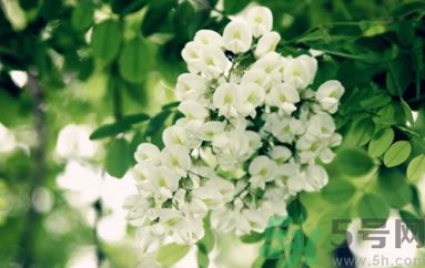 槐花怎么做好吃？槐花的做法有哪些？