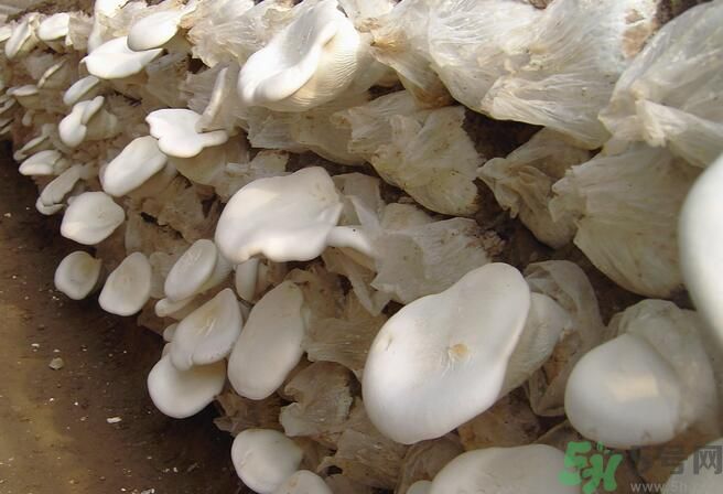 白靈菇和杏鮑菇有什么區(qū)別？白靈菇有什么營養(yǎng)價值？