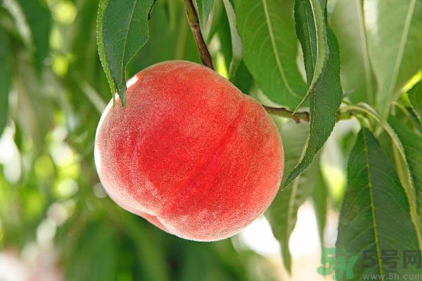 吃桃子會(huì)脹氣嗎？吃桃子注意事項(xiàng)有哪些？