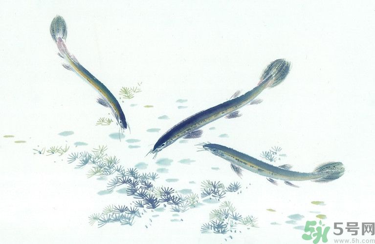 石斛和泥鰍能同吃嗎？石斛和泥鰍能一起吃嗎？