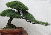 五針?biāo)伤汕蚰芘菥茊?？五針?biāo)伤汕蚺菥朴惺裁垂πВ?></a>
<p class=