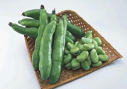 蠶豆是發(fā)物嗎？蠶豆是不是發(fā)物？