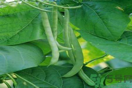 四季豆沒熟吃了會中毒嗎？吃四季豆中毒了怎么辦？