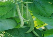孕婦可以吃四季豆嗎？孕婦吃四季豆好嗎？