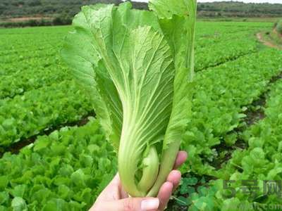 芥菜與鯽魚可以一起吃嗎？芥菜和鯽魚一起吃好不好？