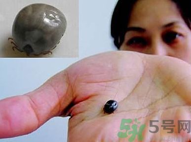 蜱蟲(chóng)叮咬后有什么癥狀?蜱蟲(chóng)叮咬后怎么處理