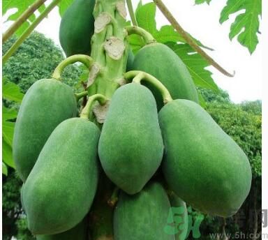 吃青木瓜可以減肥嗎？吃青木瓜有什么好處？
