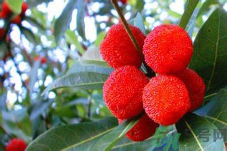 楊梅有蟲(chóng)可以吃嗎？吃了楊梅里面的蟲(chóng)子會(huì)怎樣？