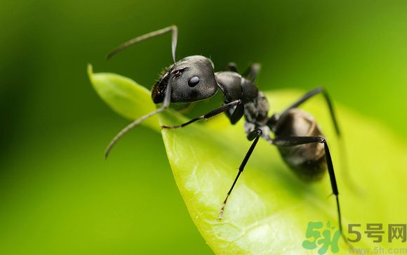 家里有螞蟻怎么辦？驅(qū)除螞蟻的方法是什么？