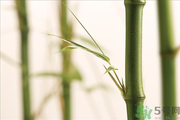 減肥能吃竹筍嗎？吃竹筍會(huì)胖嗎？