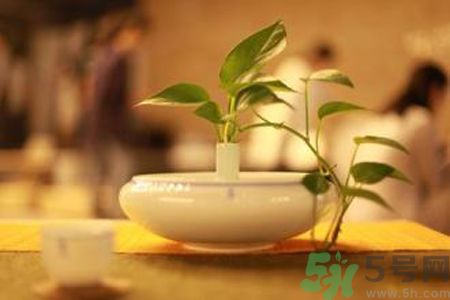孕婦可以喝米茶嗎？懷孕可以喝米茶嗎？
