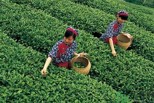 女生夏天喝什么茶最好？女生夏天適合喝什么茶？