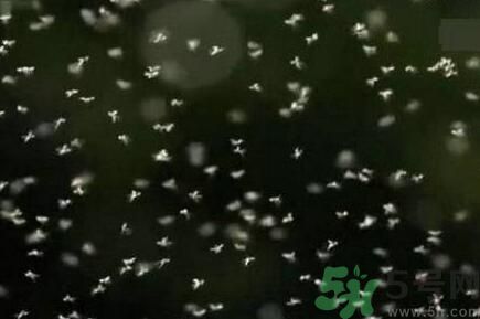 蚊子可以吃嗎？吃蚊子會(huì)怎么樣？