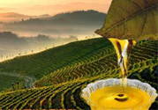 茶籽油可以天天吃嗎？可以每天用茶籽油炒菜嗎？