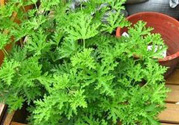 驅蚊的植物有哪些?什么植物驅蚊效果最好?
