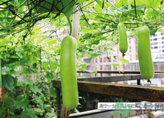 女子打造城市菜園 陽臺可以種什么蔬菜？