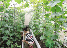 女子打造城市菜園 陽臺可以種什么蔬菜？