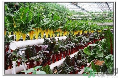 陽(yáng)臺(tái)怎么種蔬菜？陽(yáng)臺(tái)適合種什么蔬菜？