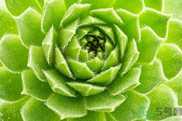 多肉植物需要澆水嗎？多肉植物澆水可以澆到葉子上嗎？