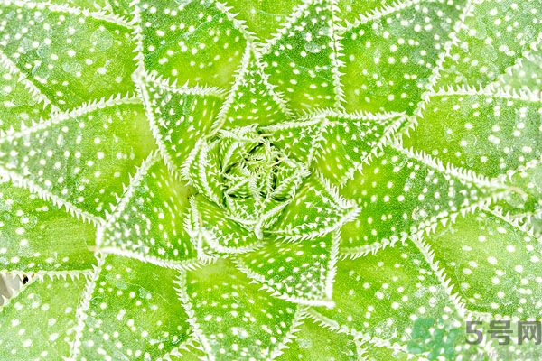多肉植物需要澆水嗎？多肉植物澆水可以澆到葉子上嗎？